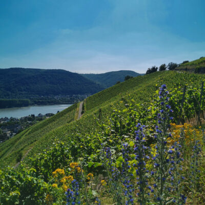 Weinberge Leutesdorf im Sommer