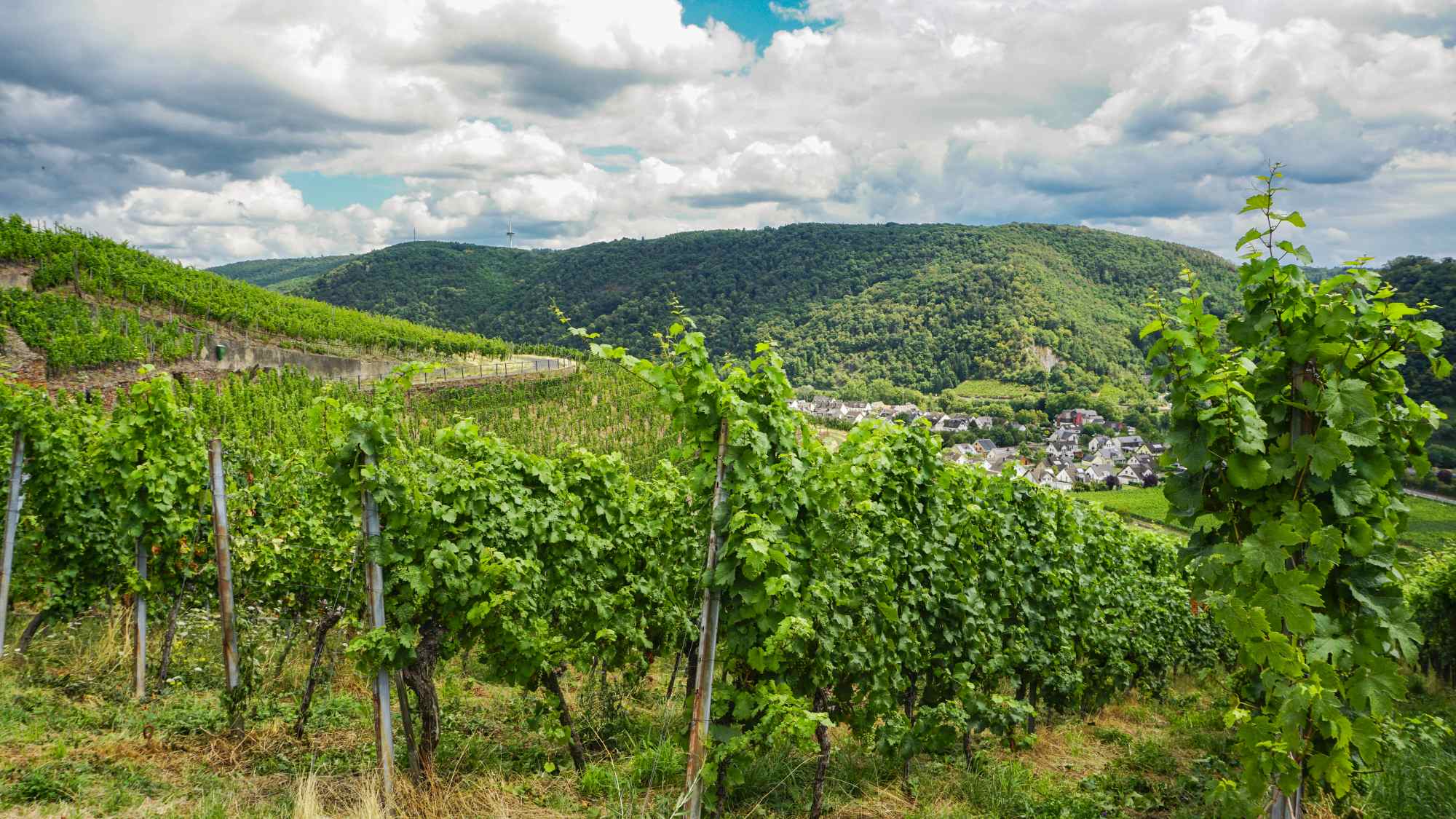 Ausblick in den Weinbergen an der Mosel