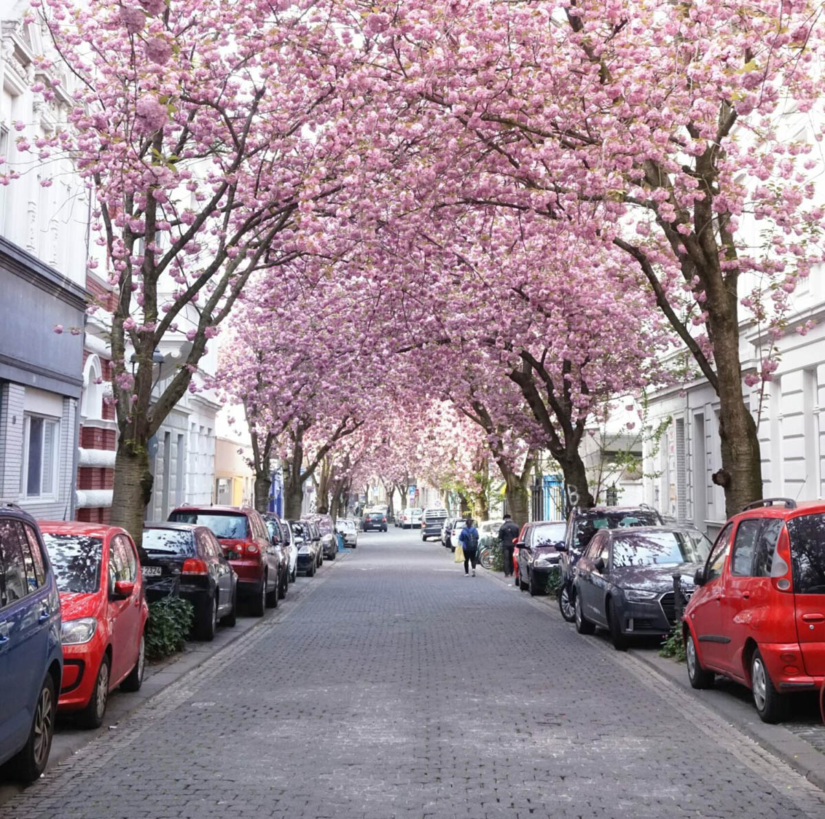 Altstadt Kirschblüte Bonn