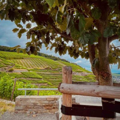 Ausblick bei Weinwanderung im Ahrtal