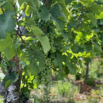 Winningen Weinwanderung: Weinrebe mit Trauben