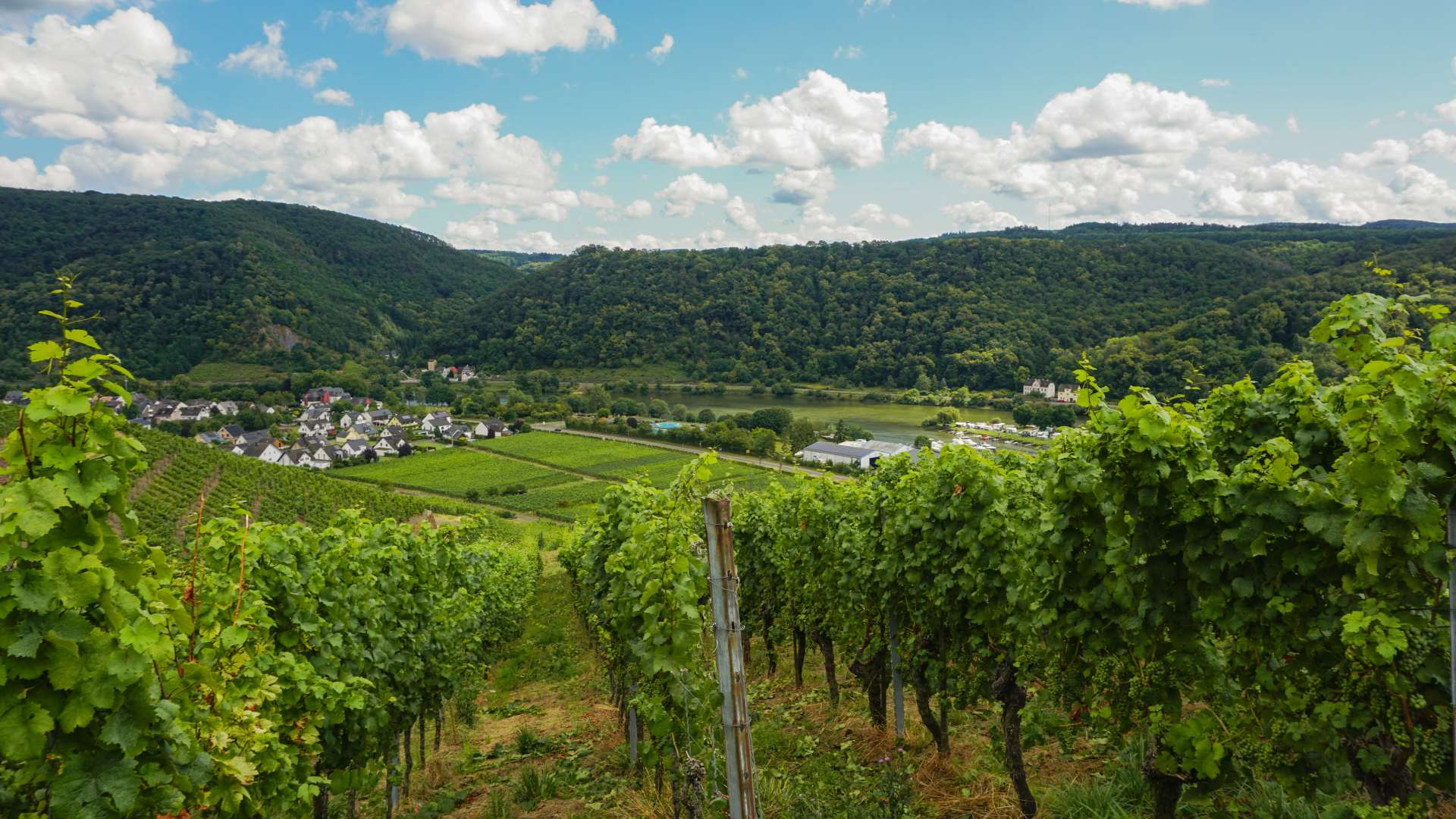 Weinwanderung Winningen: Ausblick auf Weinberge