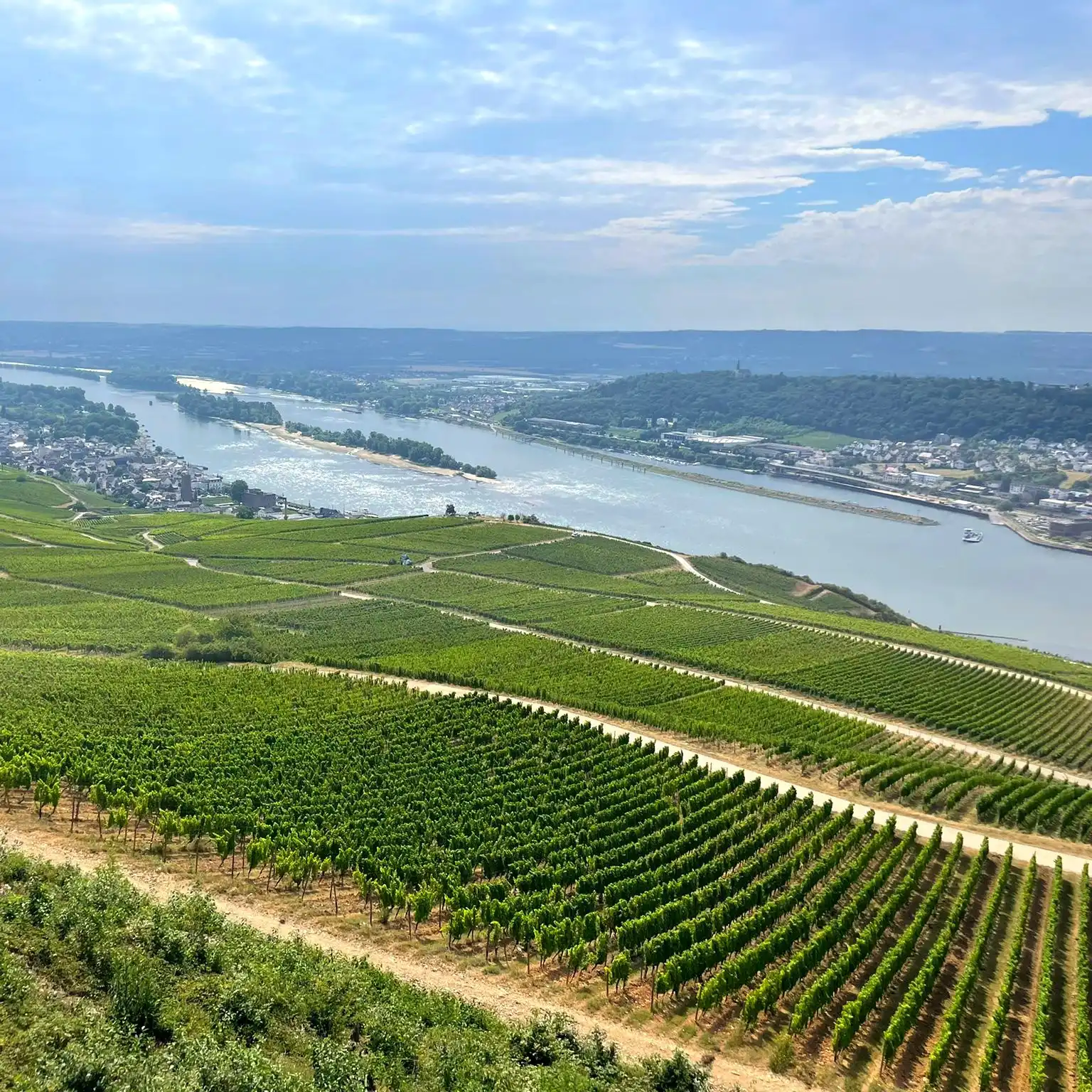 Rheingau Weinwanderung