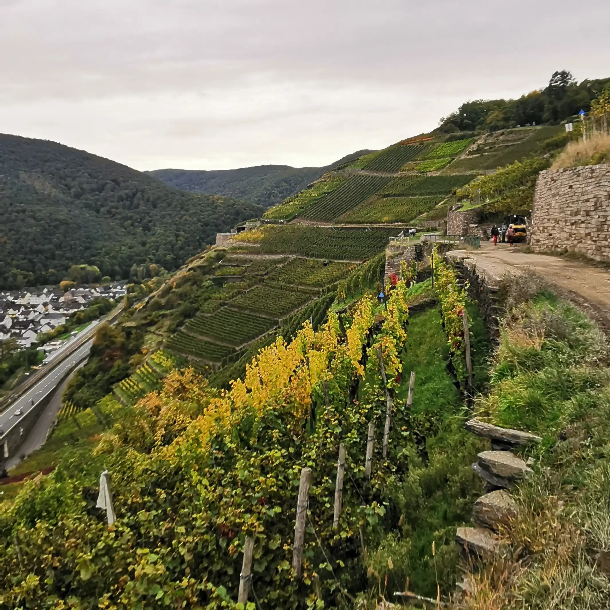 Weinberge Walporzheim im Herbst