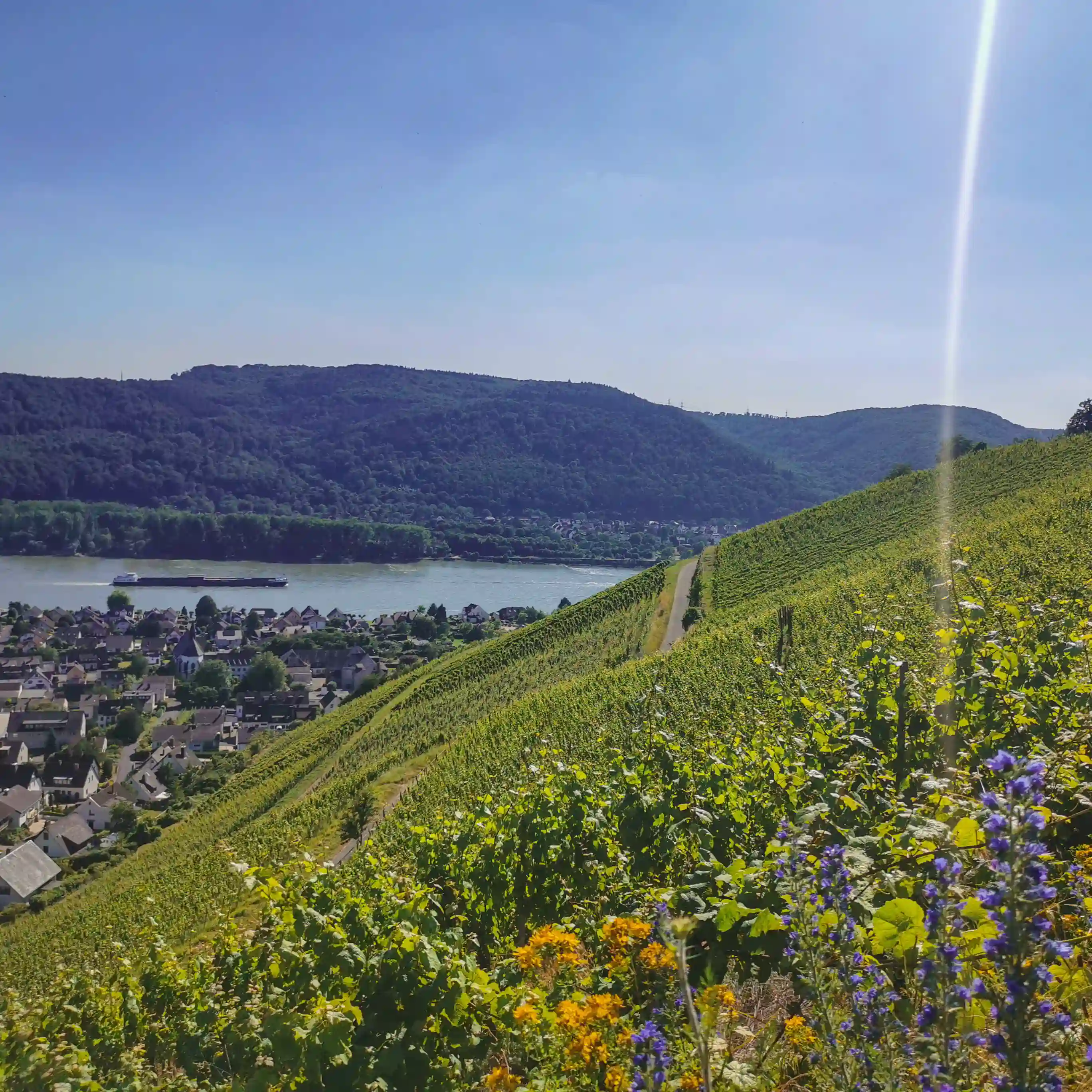 Weinberge Leutesdorf im Sommer